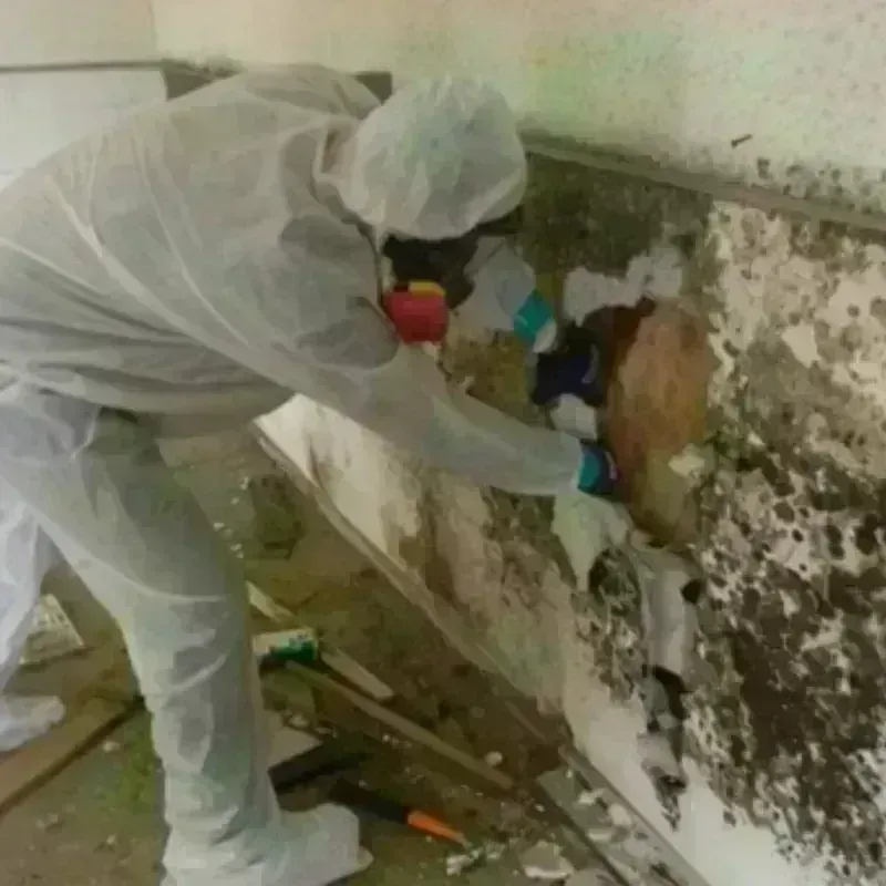 Mold Remediation and Removal in Boston, MA